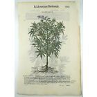 Botanical Drawings