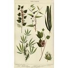 Botanical Drawings
